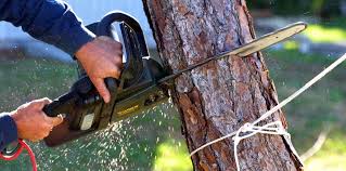 Best Storm Damage Tree Cleanup  in Parkway, CA