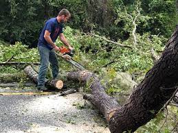 Best Tree and Shrub Care  in Parkway, CA