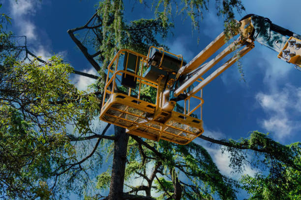 Reliable Parkway, CA Tree Removal Solutions