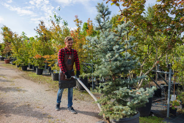 Best Fruit Tree Pruning  in Parkway, CA