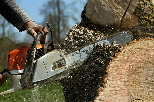 Best Root Management and Removal  in Parkway, CA